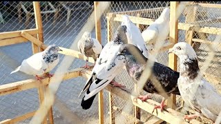The King Of Pigeon | Fancy Pigeon #video