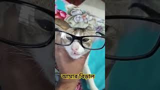 আমার বিড়াল #funnyvideo #cat #hopcat #catfunny #funny #hiphop #catvideos #funnycatvideos