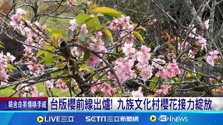 台版櫻前線出爐! 九族文化村櫻花接力綻放 揭全台賞櫻秘境! \