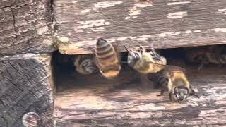 Checking on the honeybees on a beautiful Missouri fall day #layens #langstroth #beekeeping