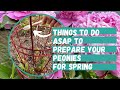 How to Prepare Peonies for Spring | Peony Flower | Fertilize Peonies | Peony Flower Tutorial