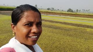 6 va రోజు మా నారుమడి చుడండి ఎలా ఉందో #farming #viralvideo