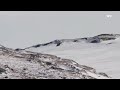 eagle attacks reindeer calf