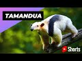 Tamandua 🦥 One Of The Cutest And Most Exotic Animals In The World #shorts