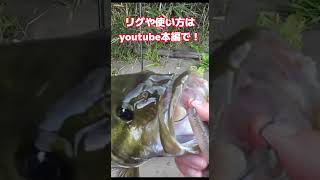 冬でも釣れる最強ワームの一角　【川スモール】　【スモールマウスバス】【バス釣り】【12月】