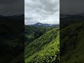 Ladang Teh BOH Sungei Palas Cameron Highlands