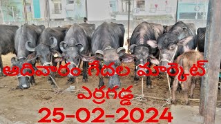 @ఎర్రగడ్డ ఆదివారం గేదెల మార్కెట్25-02-2024 || Erragadda Buffalo Market @Feb 25 2024#cows#buffalo