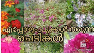 എപ്പോഴും പൂക്കൾ തരുന്ന ചെടികൾ //flowering plants malayalam #houseplants #online #plants #gardening