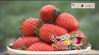 ちばと一緒に！食べて応援 ちばの味『山武のいちご』