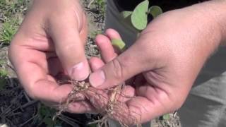 Soybean School - Nodulation- The Fruit of Inoculation