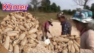 khmer farmer alots cassava dry hard working but cheap one for them🎋🌳