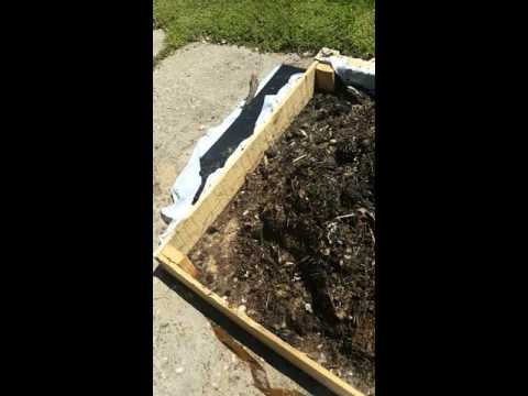 My first Compost | Tips | Organic ways to rid ants | 2016 My first Compost | Tips | Organic ways to rid ants | 2016