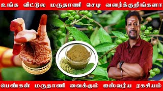 பெண்கள் மருதாணி வைத்தால் வீட்டில் ஐஸ்வர்யம் பெருகும் | வீட்டில் மருதாணி செடி | Maruthani Ragasiyam