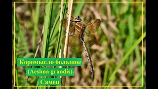 Коромысло большое (Aeshna grandis).  Самец