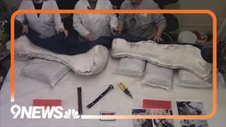 Dinosaur bones found in Colorado publicly revealed