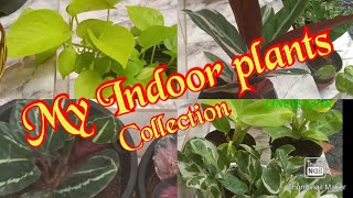 My Indoor Plants collection - Low maintenance Air purifying Houseplants l Indoor plants