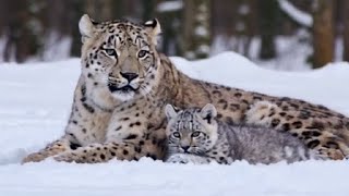 Rare Footage: Baby Snow Leopard Plays in Snowy Forest with Mom!