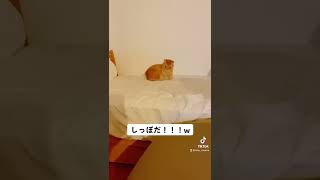 しっぽを追いかける猫🐈#しっぽ #ねこのいる暮らし #ねこのいる生活 ＃1人遊び #ねこ好き #ねこ