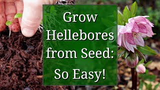 Grow Hellebores from Seed