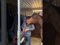 sweet moment between horse and groom horse nibbles my ear showgroom horse dressage