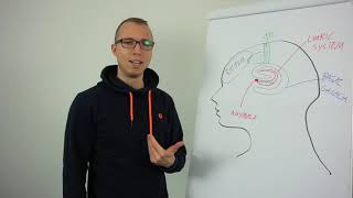 How Visualization Works | Neuroscience