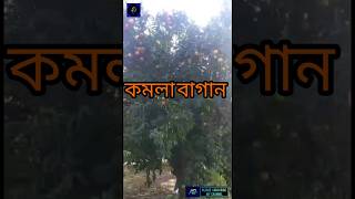 ইতালির কমলা বাগান🍊🍊 এগ্রিকালচার ভিসায় কমলা বাগানে কি কি কাজ করা হয়২০২৪।Orange tree|#Travel@ViralBD