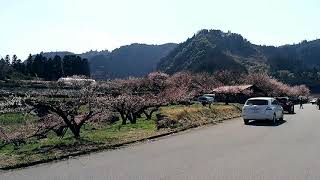 20180311- 大分県日田市 大山梅まつり01