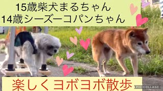 14歳コパンちゃん、15歳まるちゃん、ヨボヨボ散歩です。老犬だけど、楽しく穏やかに過ごさせてあげたい。