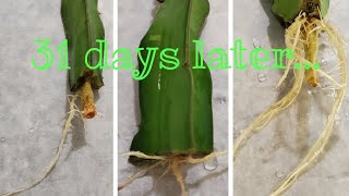 How fast Dragonfruit cuttings root in water (31 day update)