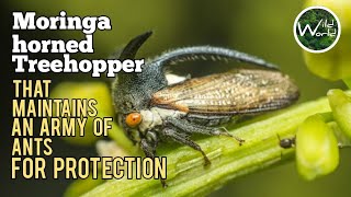 Moringa horned treehopper - Leptocentrus moringae - Wild World TV - Program - 21