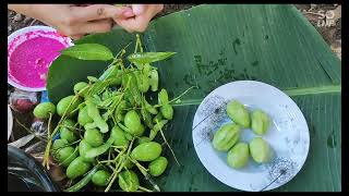 Nag harvest ng mangga|fresh green mango mukbang|malutong na hilaw na mangga| mangga at bagoong