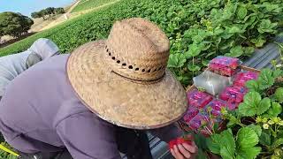 ASI SE PISCAN LAS FRESAS EN SALINAS CALIFORNIA