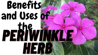 🌞Periwinkle HERB BENEFITS AND USES - VINCA FLOWER BENEFITS -Country Living