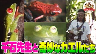 【危険生物】猛毒ガエル,笑うカエル,透明なカエルも！千石先生が緑の魔境コスタリカを探検レポートで驚異の珍生物祭り【どうぶつ奇想天外／WAKUWAKU】