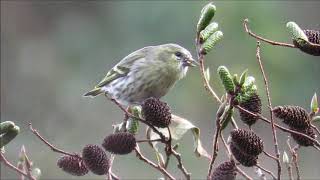 マヒワの鋭い嘴：真鶸：Carduelis spinus：Eurasian siskin－神戸市立森林植物園－2018 12 10