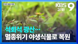 석회석 광산…멸종위기 야생식물로 복원 / KBS  2022.06.08.