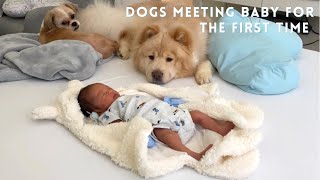 Dogs meeting BABY for the first time!