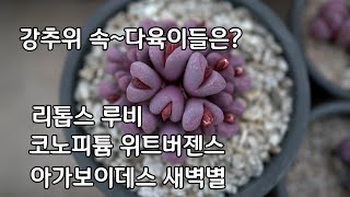 강추위 속 예쁜 다육이들 리톱스 루비 코노피튬 위트버젠스 적심한  창다육이 아가보이데스 새벽별