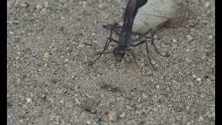 Wasp Laying Eggs in a Caterpillar