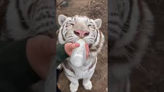 Tiger drinking milk