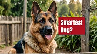 The Secret Behind German Shepherds Incredible Intelligence