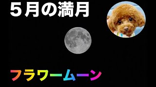 5月の満月フラワームーン！愛犬とお花見してみた【トイプードルのサラ】Full moon in May. This is Flower Moon.