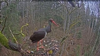 2017/04/01 17h04m Melnais Starkis Black Stork makes some