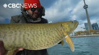 Local angler catches nearly metre-long muskie in Toronto Harbour