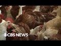 The consumer impact of bird flu outbreaks