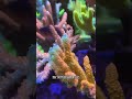 Sharing about how to grow SPS corals well