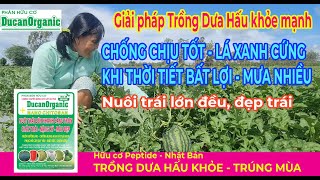 Cách trồng dưa hấu khỏe mạnh - Xanh tốt - Nuôi trái lớn đẹp: Khi gặp thời tiết bất lợi - Mưa nhiều