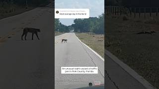 Bobcat and Gator Cause Traffic Jam in Florida #shorts