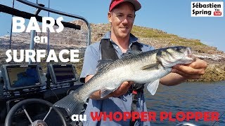 BARS en surface au WHOPPER PLOPPER ! - Saint-Malo