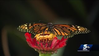 What is causing allergies to be so bad in Oklahoma?